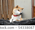 watchdog 54338087