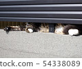 Gap cat 54338089