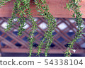 Rosemary	 54338104