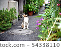Cats behind the alley 54338110
