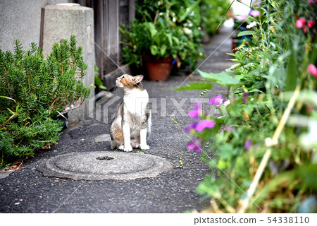 Cats behind the alley Cats behind the alley 54338110