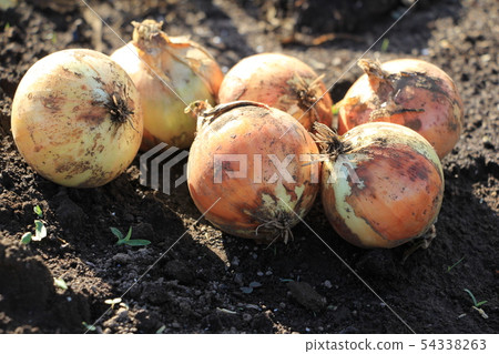 收穫新的洋蔥 54338263