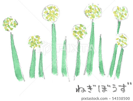 Green onion flower "Leek shaved" Green onion flower "Leek shaved" 54338500
