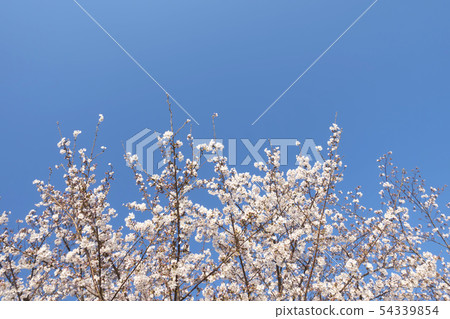 Sakura · full bloom · blue sky 54339854