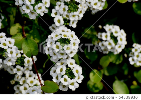 White Allissam (Sweet Allissum) Blooming in Mitaka Nakahara White Allissam (Sweet Allissum) Blooming in Mitaka Nakahara 54339930