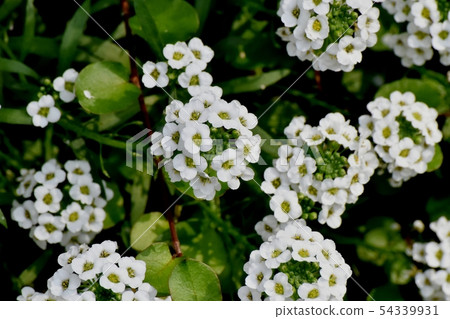White Allissam (Sweet Allissum) Blooming in Mitaka Nakahara White Allissam (Sweet Allissum) Blooming in Mitaka Nakahara 54339931