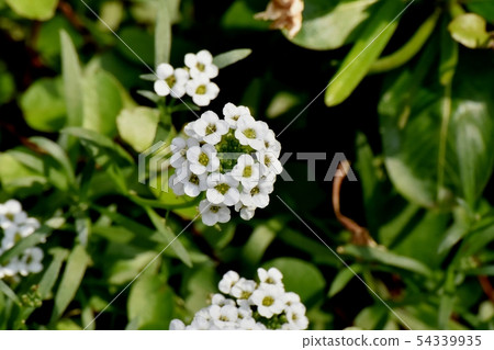 White Allissam (Sweet Allissum) Blooming in Mitaka Nakahara 54339935