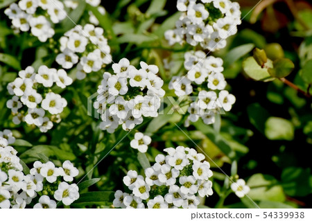 White Allissam (Sweet Allissum) Blooming in Mitaka Nakahara White Allissam (Sweet Allissum) Blooming in Mitaka Nakahara 54339938