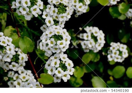 White Allissam (Sweet Allissum) Blooming in Mitaka Nakahara 54340190