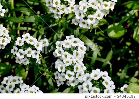 白色Allissam(Sweet Allissum)盛開在三鷹中原 白色Allissam(Sweet Allissum)盛開在三鷹中原 54340192