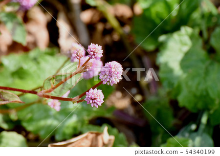 在三鷹中原開花的粉紅色的himetsuborusa 54340199