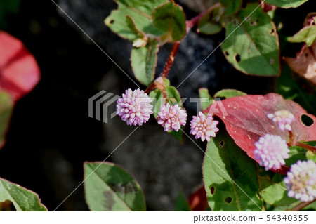 Pink himetsuborusa which blooms in Mitaka Nakahara Pink himetsuborusa which blooms in Mitaka Nakahara 54340355