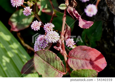 在三鷹中原開花的粉紅色的himetsuborusa 在三鷹中原開花的粉紅色的himetsuborusa 54340359