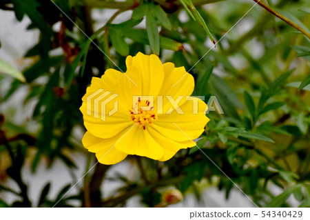 開花在三鷹中原的黃色黃色花波斯菊 開花在三鷹中原的黃色黃色花波斯菊 54340429