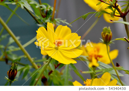開花在三鷹中原的黃色黃色花波斯菊 開花在三鷹中原的黃色黃色花波斯菊 54340430