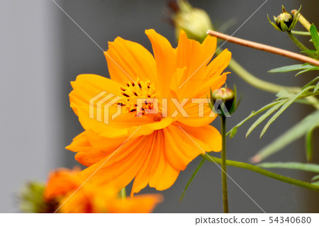 Orange yellow flower cosmos blooming in Mitaka Nakahara Orange yellow flower cosmos blooming in Mitaka Nakahara 54340680