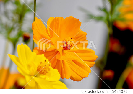 Orange yellow flower cosmos blooming in Mitaka Nakahara 54340791