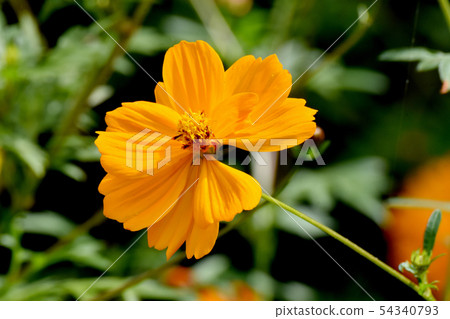 Orange yellow flower cosmos blooming in Mitaka Nakahara 54340793
