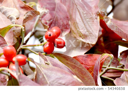 Red dogwood fruit to be in Mishima Nakahara 54340838