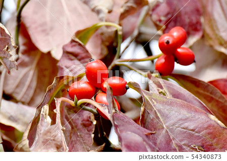 紅山茱萸果實在三島中原 54340873