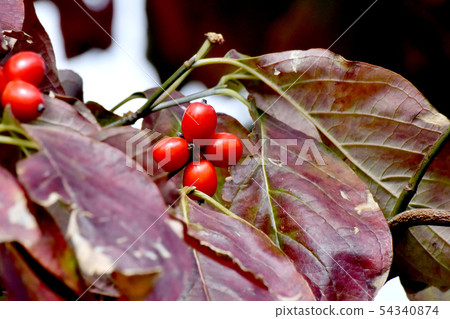 紅山茱萸果實在三島中原 54340874