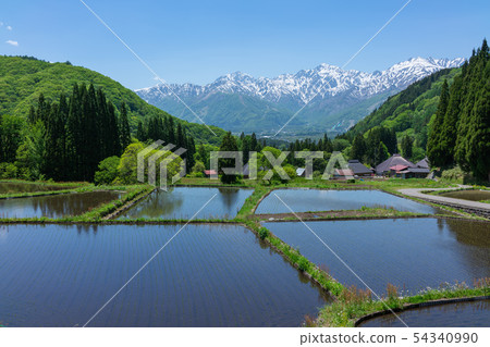 Aoni settlements: Tanada rice fields in early summer Hakuba village 54340990