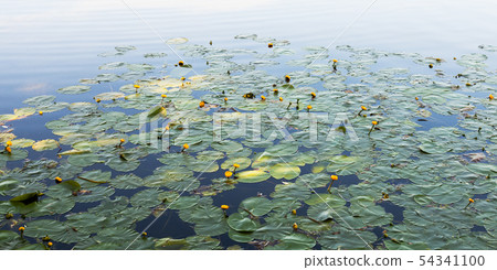 Nuphar lutea or yellow water-lily Nuphar lutea or yellow water-lily 54341100