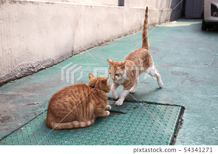 Cat, pet, companion animal, 54341271