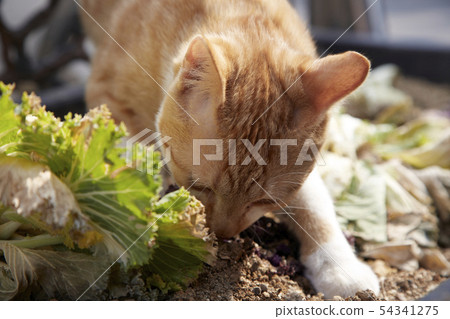 Cat, pet, companion animal, 54341275