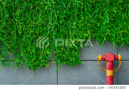 Fire safety pump on background of green ivy wall. 54341895
