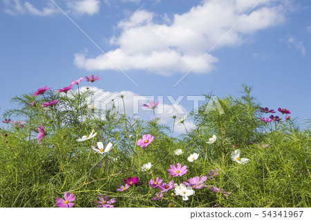 Flower scenery like early autumn / autumn Flower scenery like early autumn / autumn 54341967