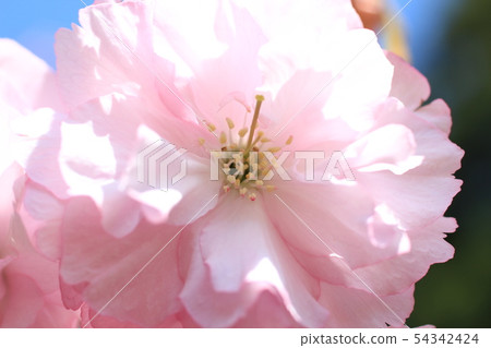 雙櫻花 雙櫻花 54342424