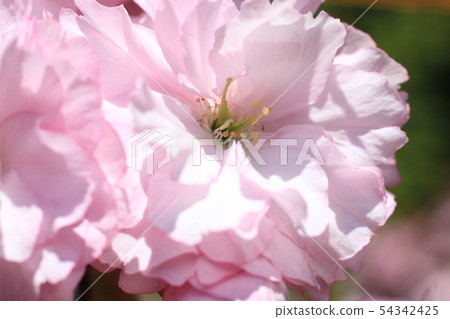 雙櫻花 雙櫻花 54342425
