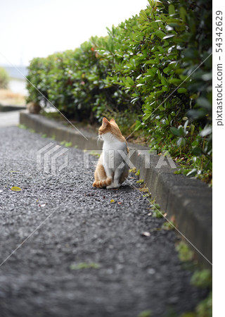 Cat Cat 54342629