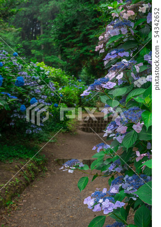 Hydrangea (Kagawan Kannonji Shisai Shrine) Hydrangea (Kagawan Kannonji Shisai Shrine) 54342652