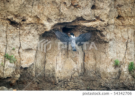 Adult Crested kingfisher (Megaceryle lugubris) 54342706