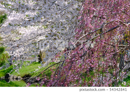 Cherry Blossoms	 54342841