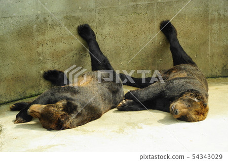 熊同步 熊同步 54343029