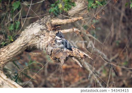 Adult Crested kingfisher (Megaceryle lugubris) 54343415