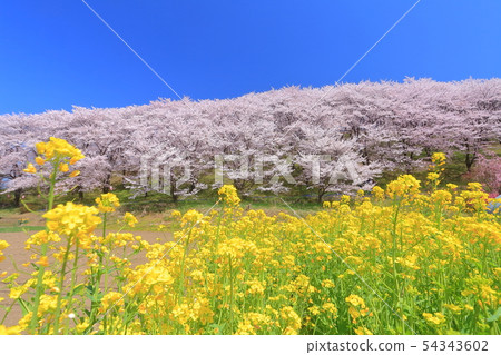[Nagano Prefecture] Koboyama Tumulus Cherry Blossom Festival under sunny weather 54343602