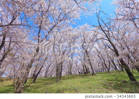 [Nagano Prefecture] Koboyama Tumulus Cherry Blossom Festival under sunny weather 54343603