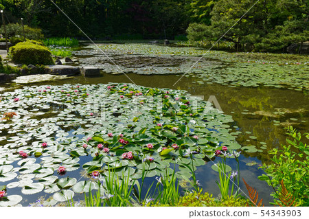 Heian Jingu Shrine Red Water Lily 54343903