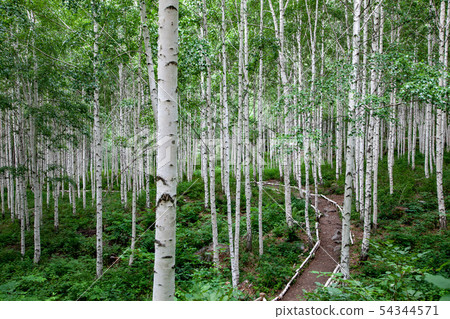 樺樹林 54344571