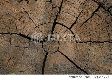 Cut of old log with cracks close-up with natural texture 54344774