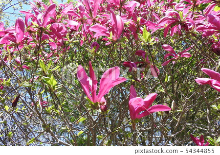 Magnolia 54344855