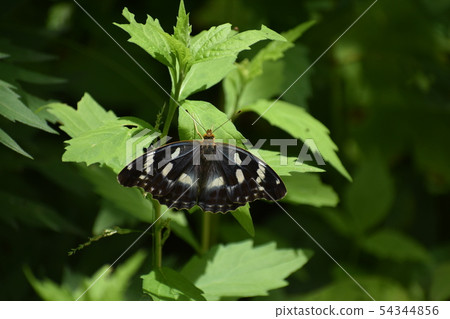 Female female butterfly butterfly 54344856