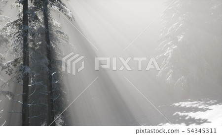 Misty Fog in Pine Forest on Mountain Slopes Misty Fog in Pine Forest on Mountain Slopes 54345311