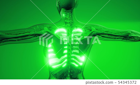Human Lungs Radiology Exam 54345372