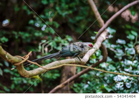 Green billed Malkoha on branch in the forest Green billed Malkoha on branch in the forest 54345404