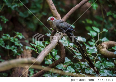 Green billed Malkoha on branch in the forest Green billed Malkoha on branch in the forest 54345405